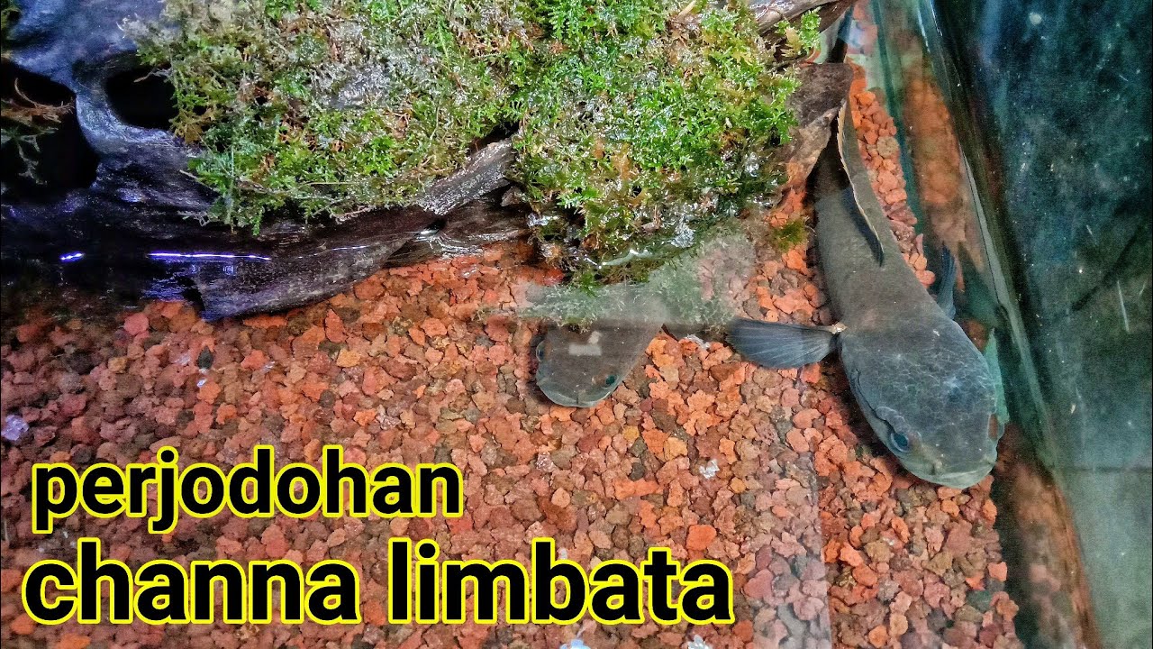 cara mudah dan paling aman menjodohkan Channa Limbata