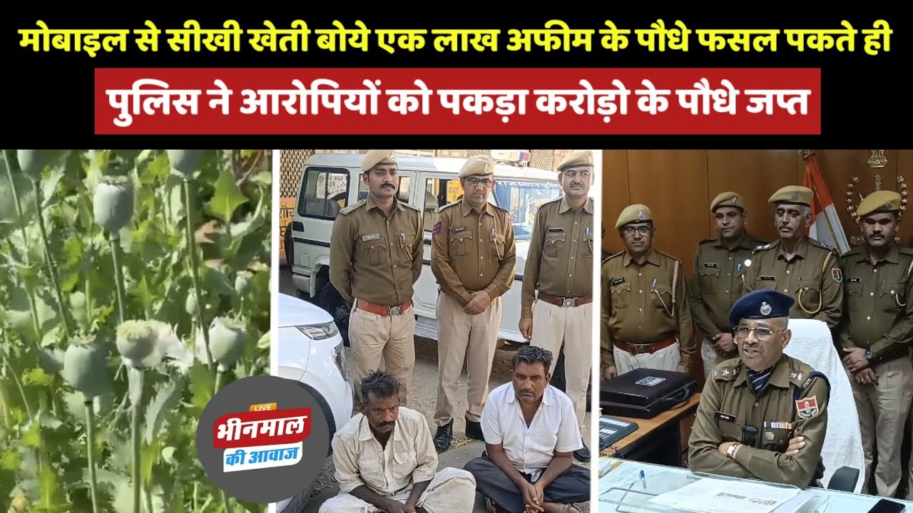 #जालोर मोबाइल से सीख एक बीघा में बोये एक लाख अफीम-पौधे फसल पकते ही पुलिस ने 2 आरोपियों को पकड़ा
