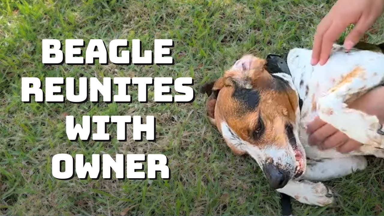 Beagle's Touching Reunion with Owner