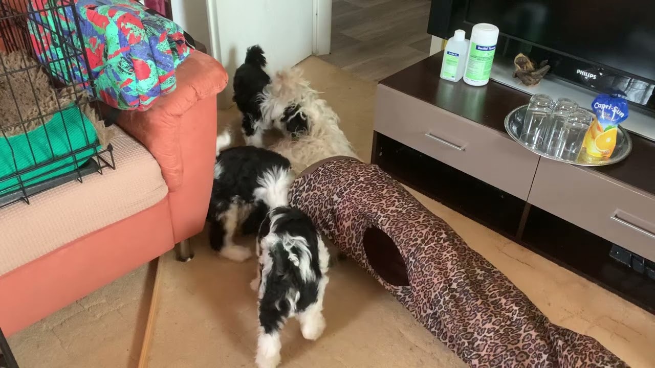 Tibet-Terrier Welpen .....Mama muss herhalten...
