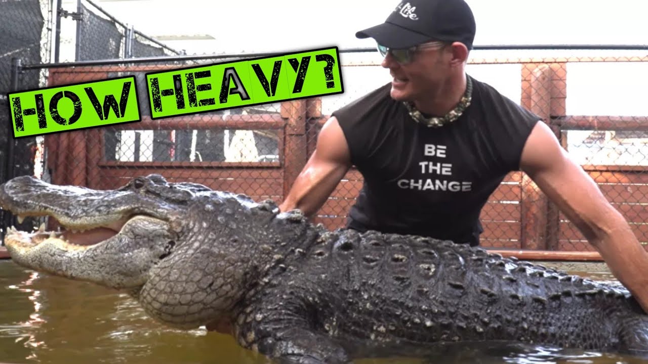 This Alligator is SMARTER Than You Think! (Alligator Chris & Seven!)