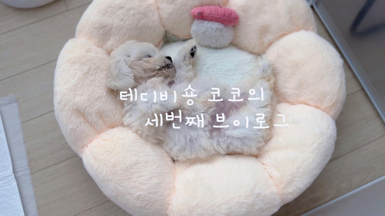 [V_log] 테디비숑 코코🐶ㅣ견생 두번째 난관😱💉ㅣ2차접종완료