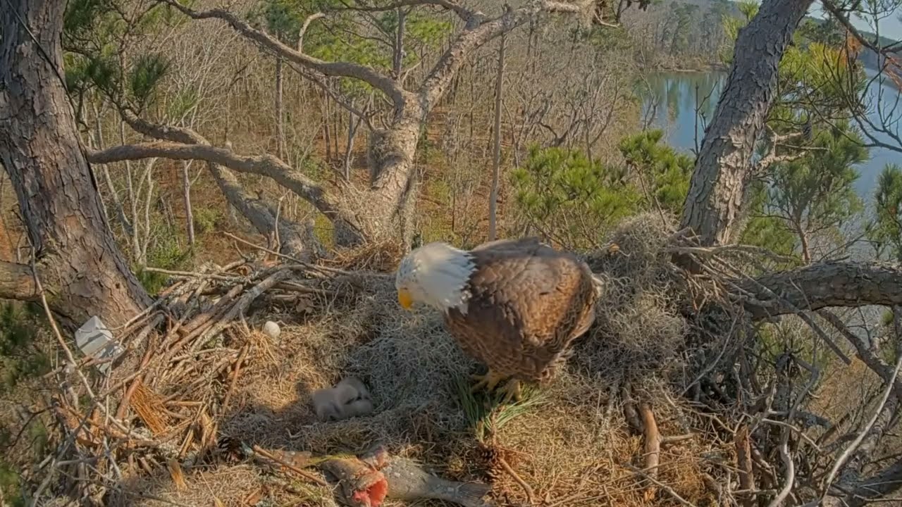 #baldeagle Cam5#03 Review baby birds in the nest - Dad and mother brings food to feed their chicks