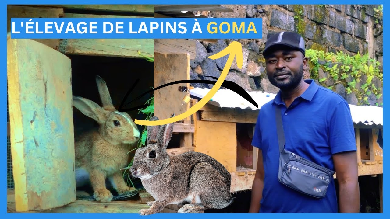 RDC:ÉLEVAGE DE LAPINS AU CONGO-RDC A GOMA : DÉCOUVRE L'HISTOIRE D'ÉLEVAGE DE LAPINS A GOMA