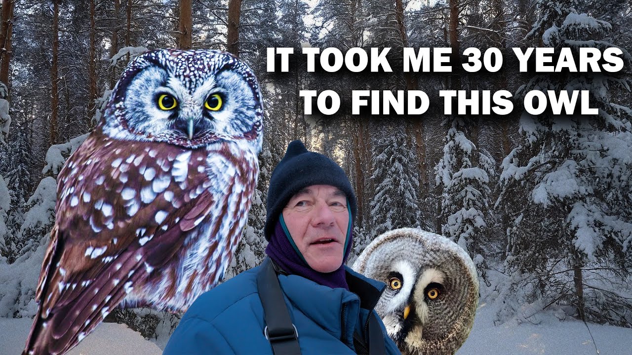 BOREAL OWLS Are Hard To Find. I DID!