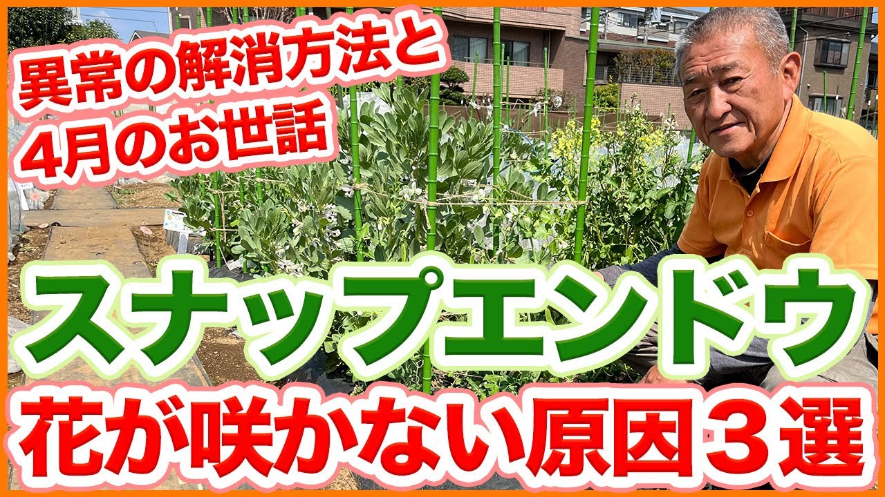 家庭菜園や農園のスナップエンドウ栽培で花が咲かない原因３選！異常が発生した際の解消法と4月のスナップエンドウの育て方を徹底解説！【農園ライフ】