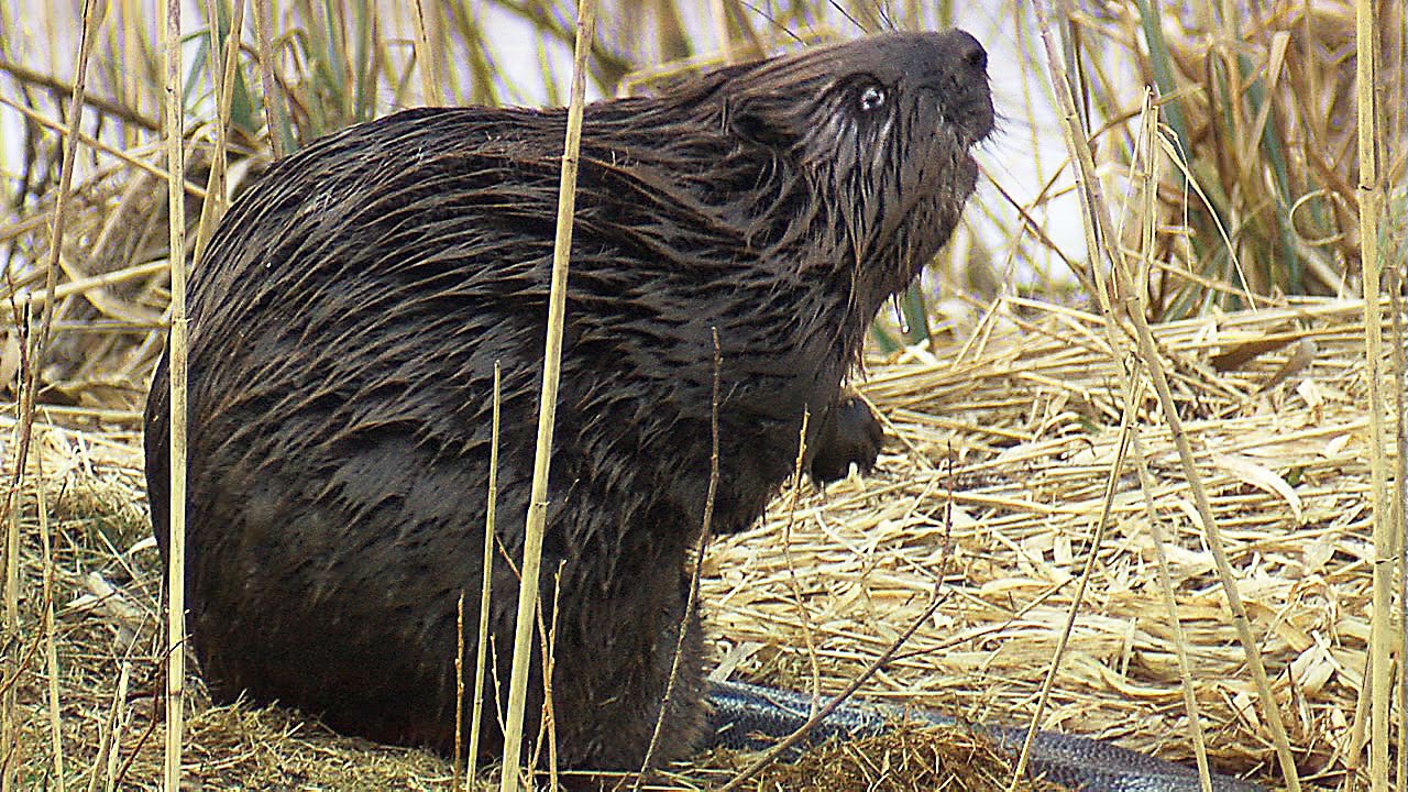 Бобр. Март. Река. Beaver. March. River.