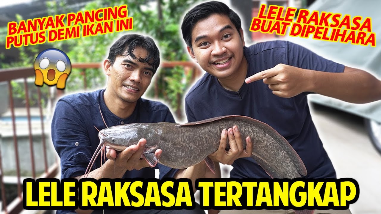 AKHIRNYA LELE RAKSASA TERTANGKAP! BERJAM-JAM COBA HUNTING LELE JUMBO! PELIHARA DI RUMAH!