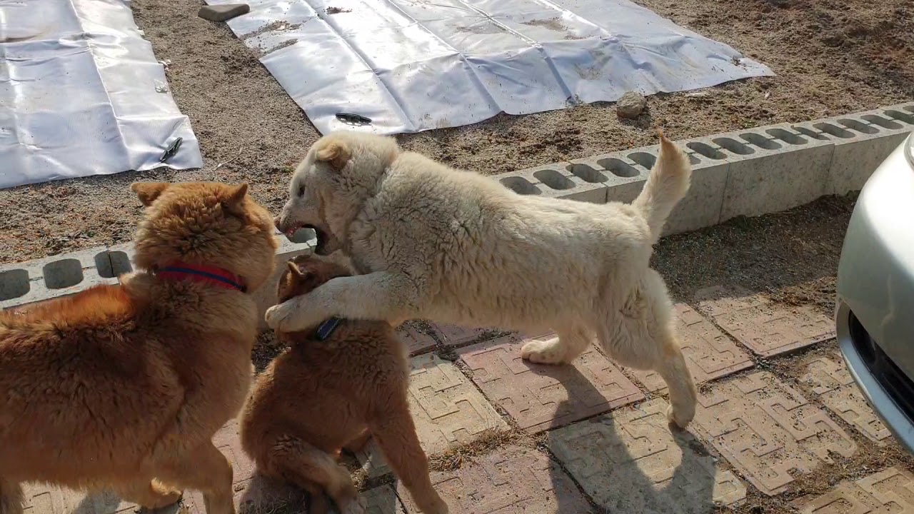 한국 토종 진돗개들의 서열싸움 싸움말리는 똑순이