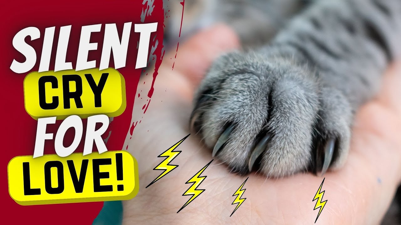 THIS is how your cat shows you that it needs more love