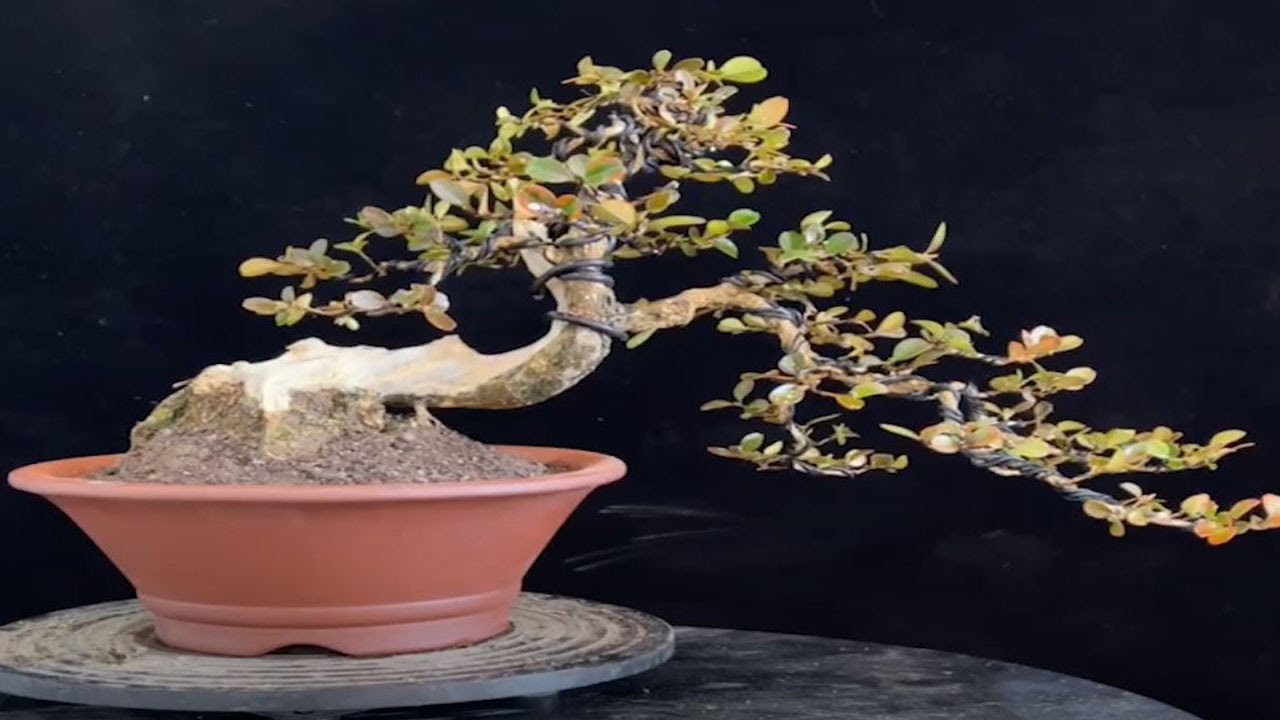 How to bend a #bonsai - great bonsai bending skills #86 - love bonsai