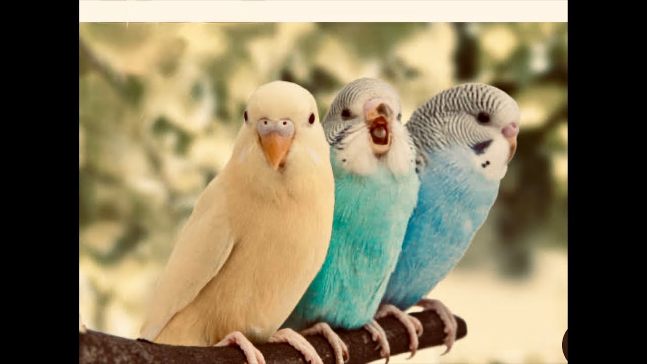 ￼ Budgies, happy sound