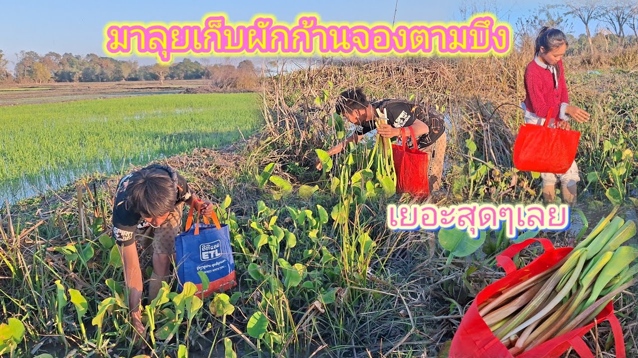 พากันมาลุยเก็บผักก้านจอง ที่อยู่ตามบึงสวยงามสุดๆ 14 มกราคม ค.ศ. 2026