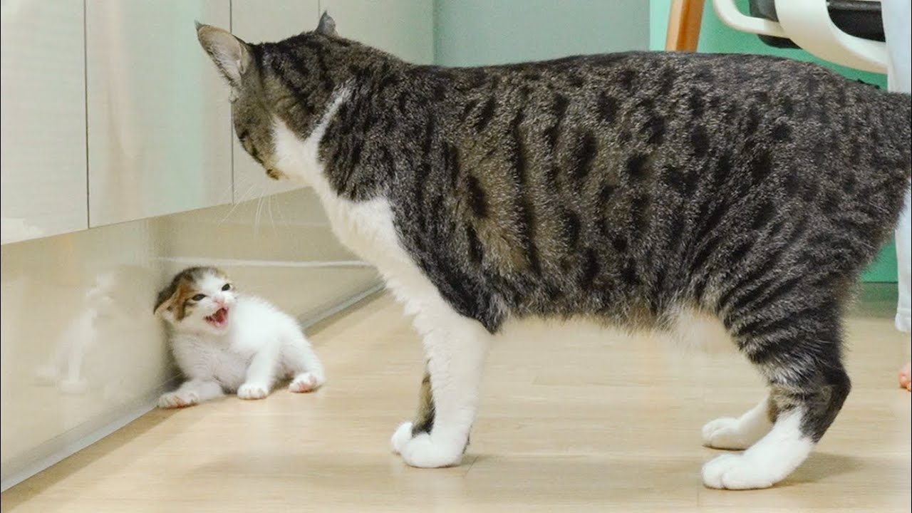 What Happens When a Rescued Kitten Meets a Big Cat For The First Time │ Episode.259