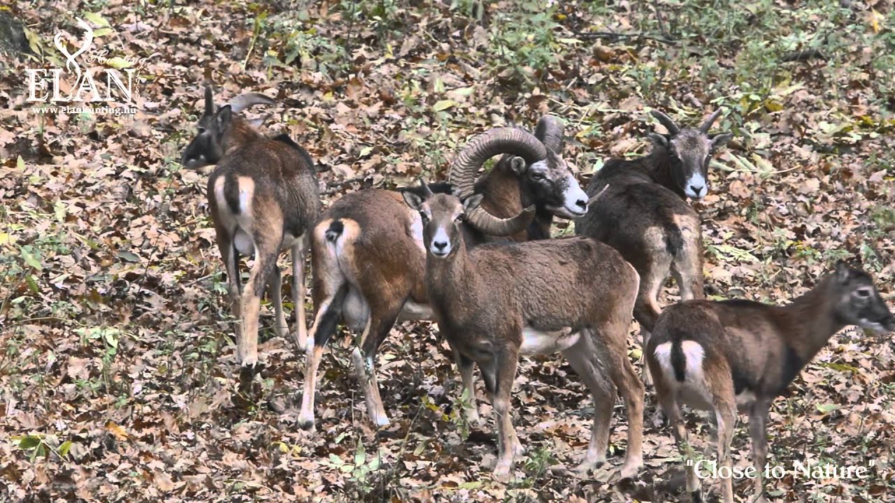 MUFLON THE RUTTING SEASON