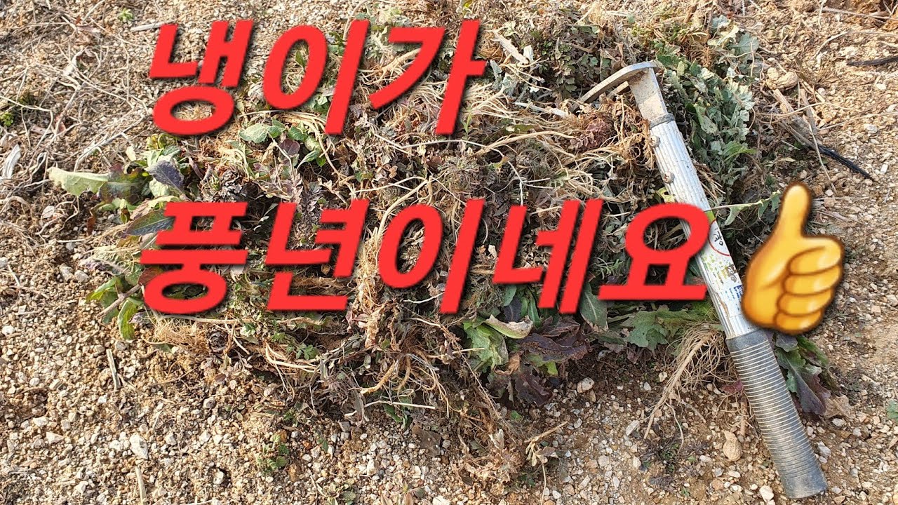 봄들판에 냉이가 득실득실 쫙~~깔렸어요. #냉이#씀바귀₩지칭게#봄나물#들판탐방