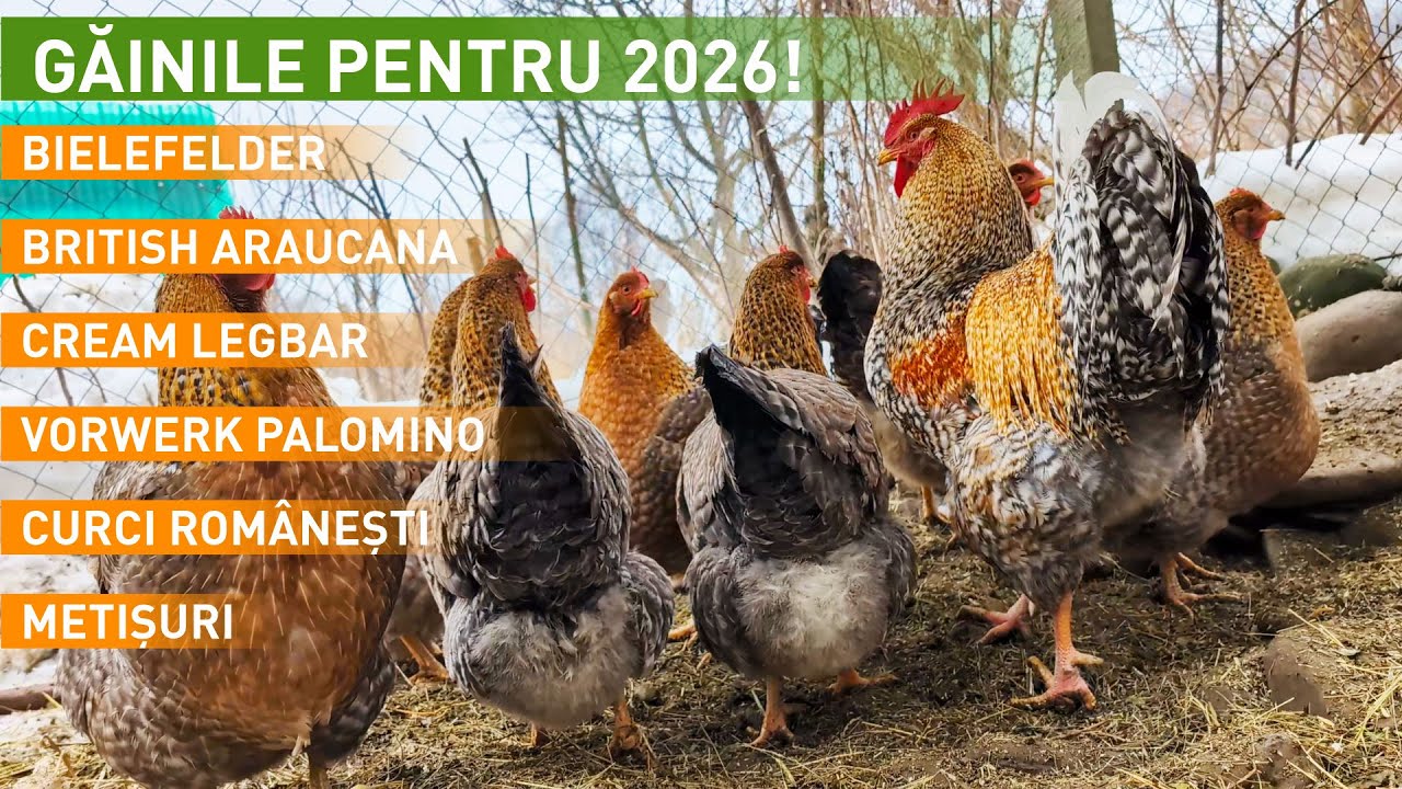 De la care găini de rasă vând ouă pentru incubat în 2026?