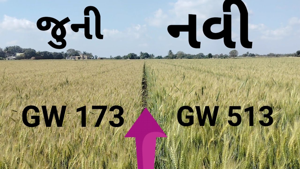 GW 513 & GW 173 | sabse best gahu | સબ્સે બેસ્ટ ઘઉં ની વેરાયટી | gw513 #khetinivatu