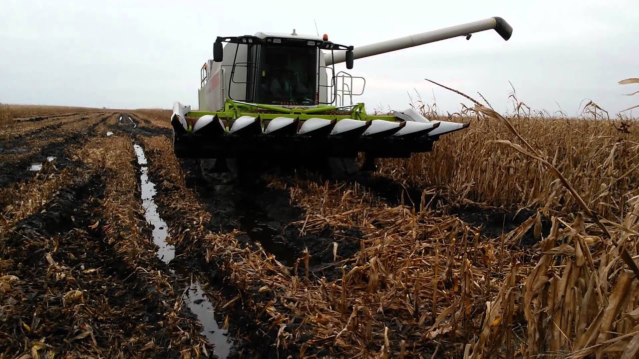 borko uljma-lexion u blatu