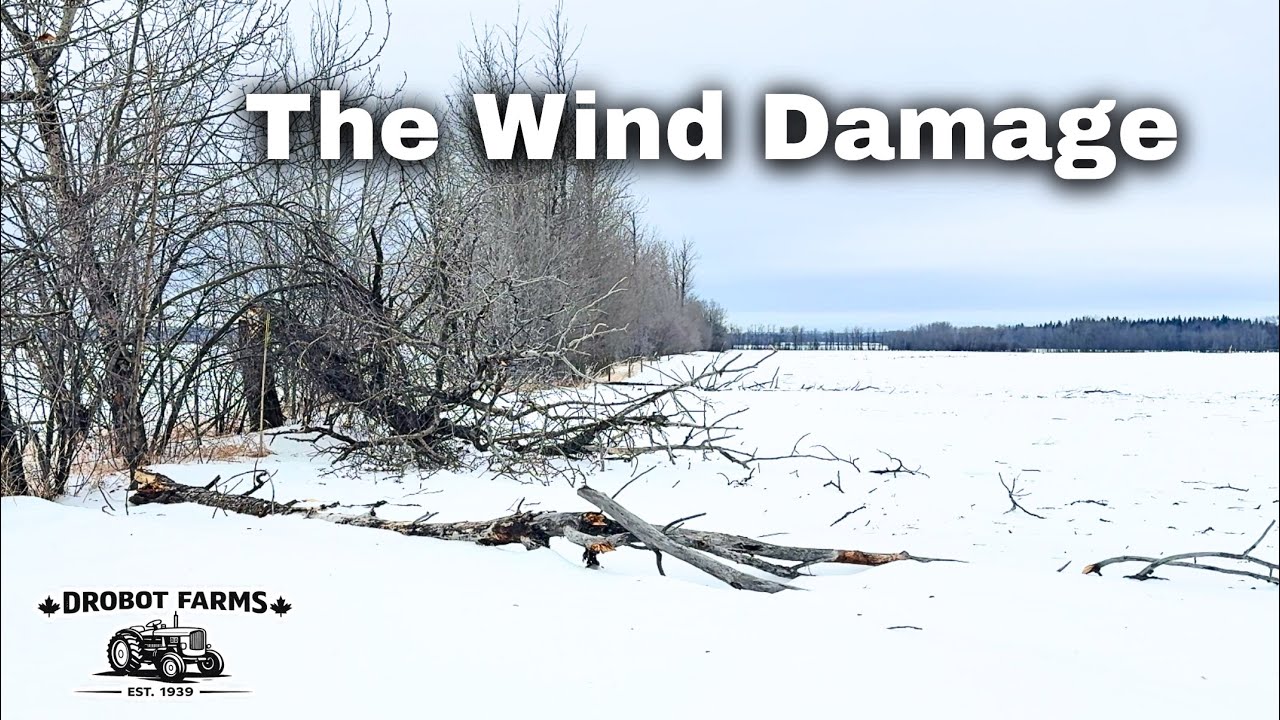Trees Fell On My Electric Fence | Wind Caused A lot Of Damage