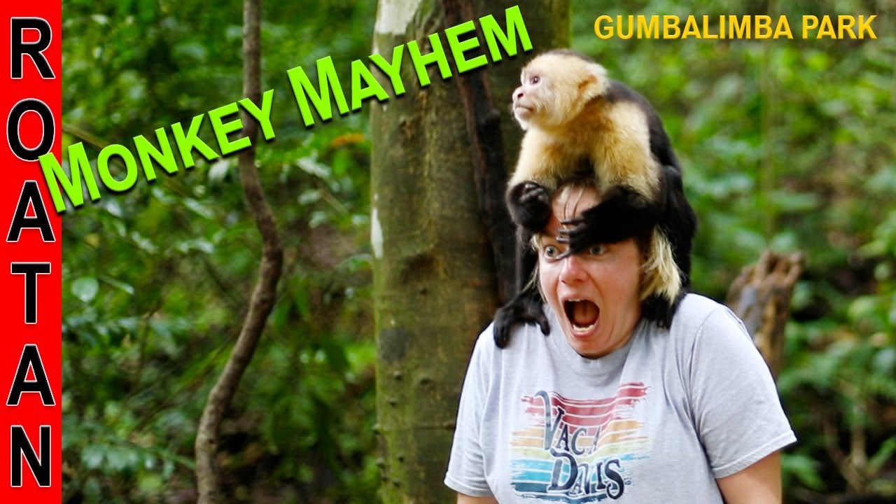 Gumbalimba Park Roatan Honduras with Monkeys