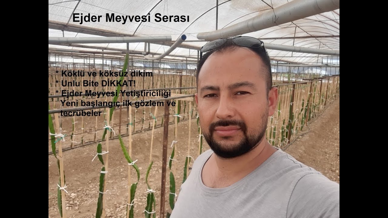 Ejder meyvesi Sera dikimi (Manavgat- Çolaklı)