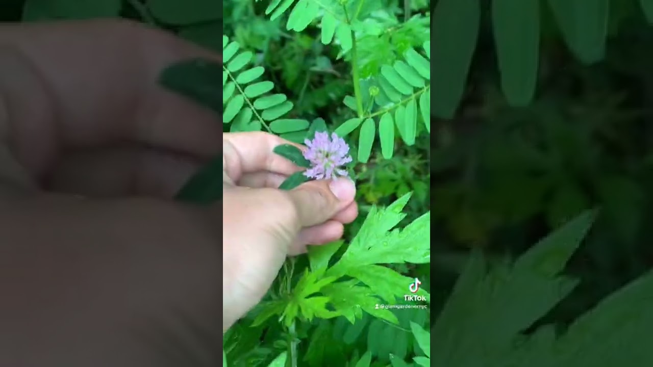 WILD EDIBLE PLANTS YOU&rsquo;RE PROBABLY IGNORING 🌸