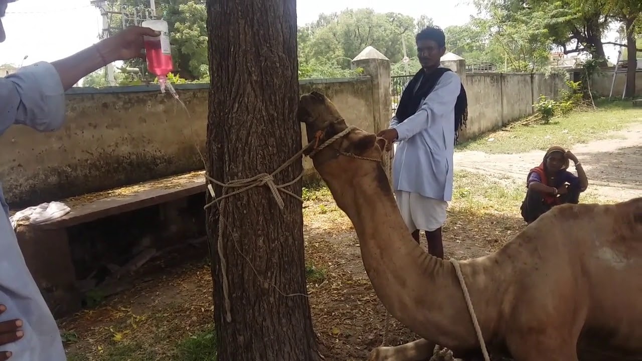 ऊंट में IV. कैसे लगाएं