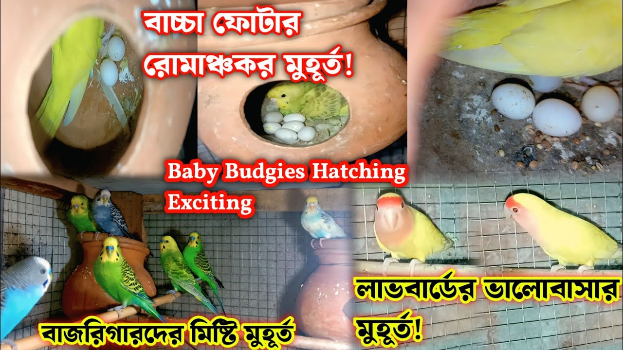 “Baby Budgies Hatching Moments – বাজরিগারের বাচ্চা ফুটার অসাধারণ মুহূর্ত!”@GramarChele-g2o 