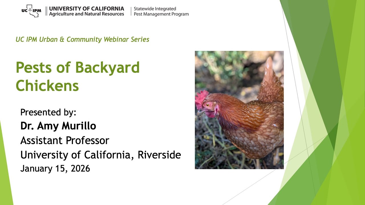 Pests of Backyard Chickens
