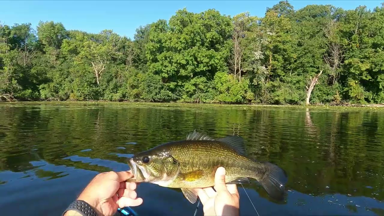Insane Labor Day Bite!  Kayak Fishing with Bass and Pike SMASHING it on Lake Auburn, Pt 2