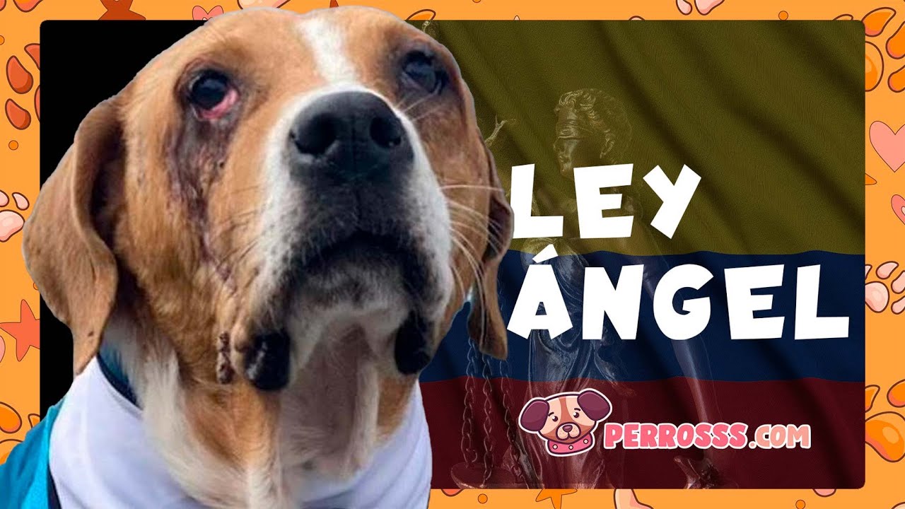 La Ley Ángel en Colombia: Protegiendo a Nuestros Peludos del Maltrato | Perritos con Historia 🐾