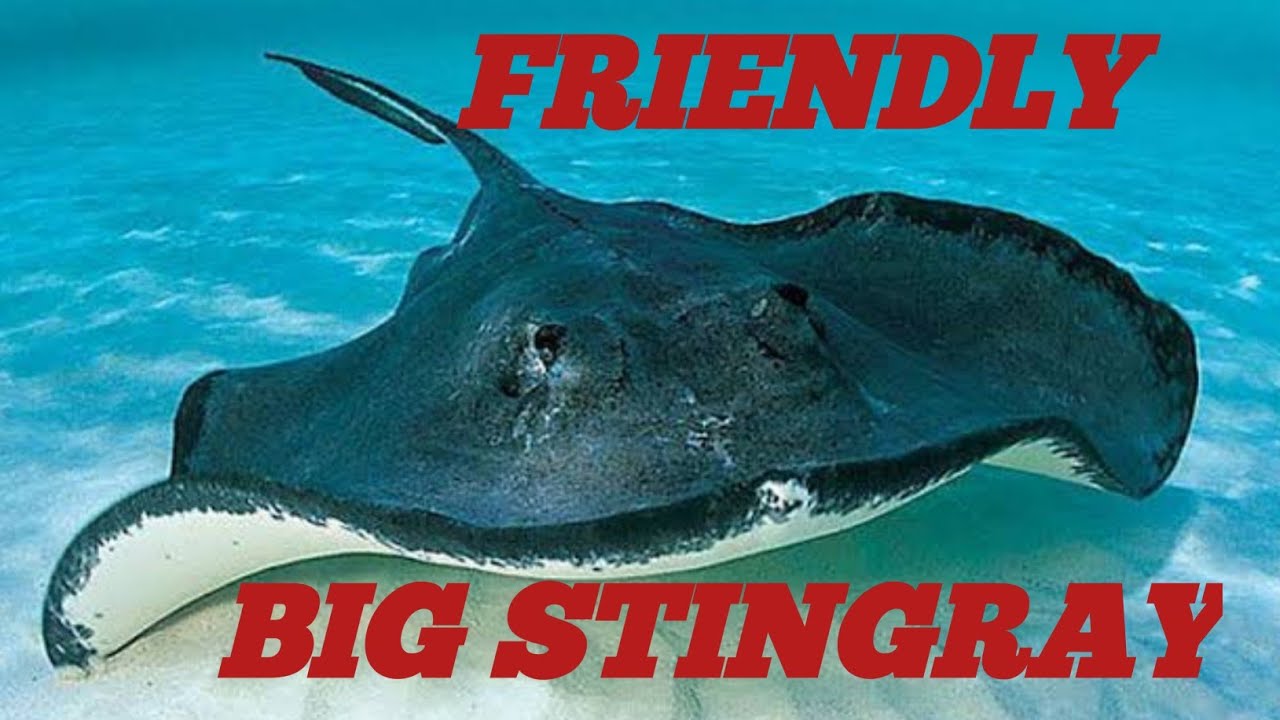 friendly Stingray in Point Turton , You can swim with them and playing around under the jetty