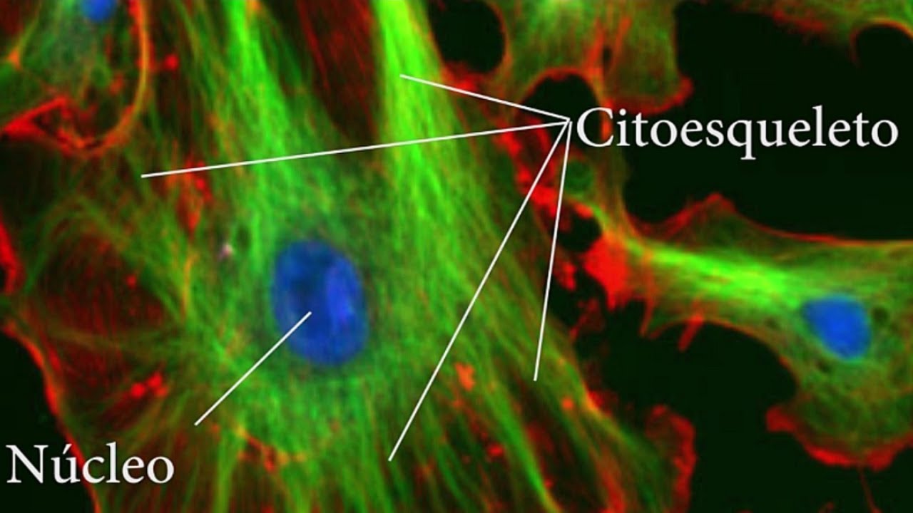 El CITOESQUELETO: funciones, estructura, proteínas, filamentos🔬