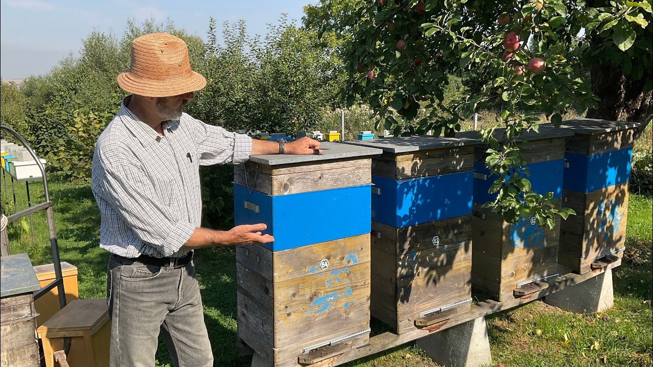 Донори на медозборі. Beekeeping (03.09.2025 р.)
