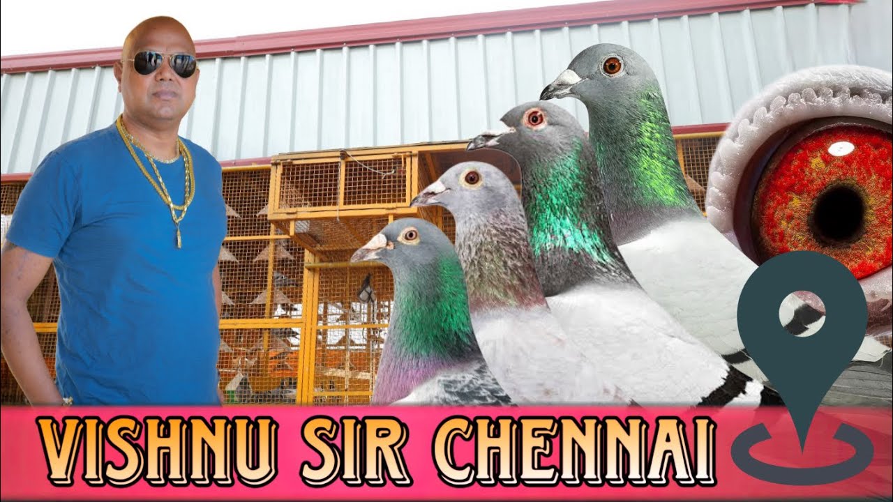 Vishnu Sir Emperor Of Chennai | X Fighter Birds