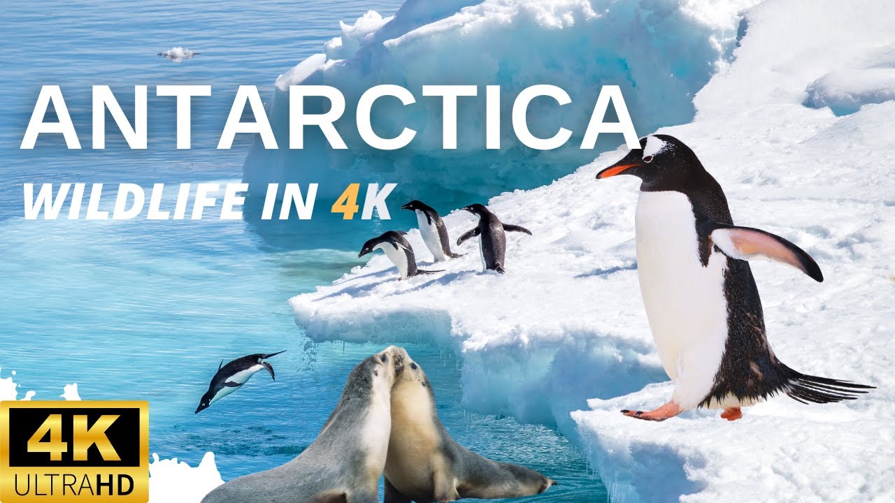 Antarctica wildlife in 4k HDR relaxation piano music penguins, sea birds, seals and whales