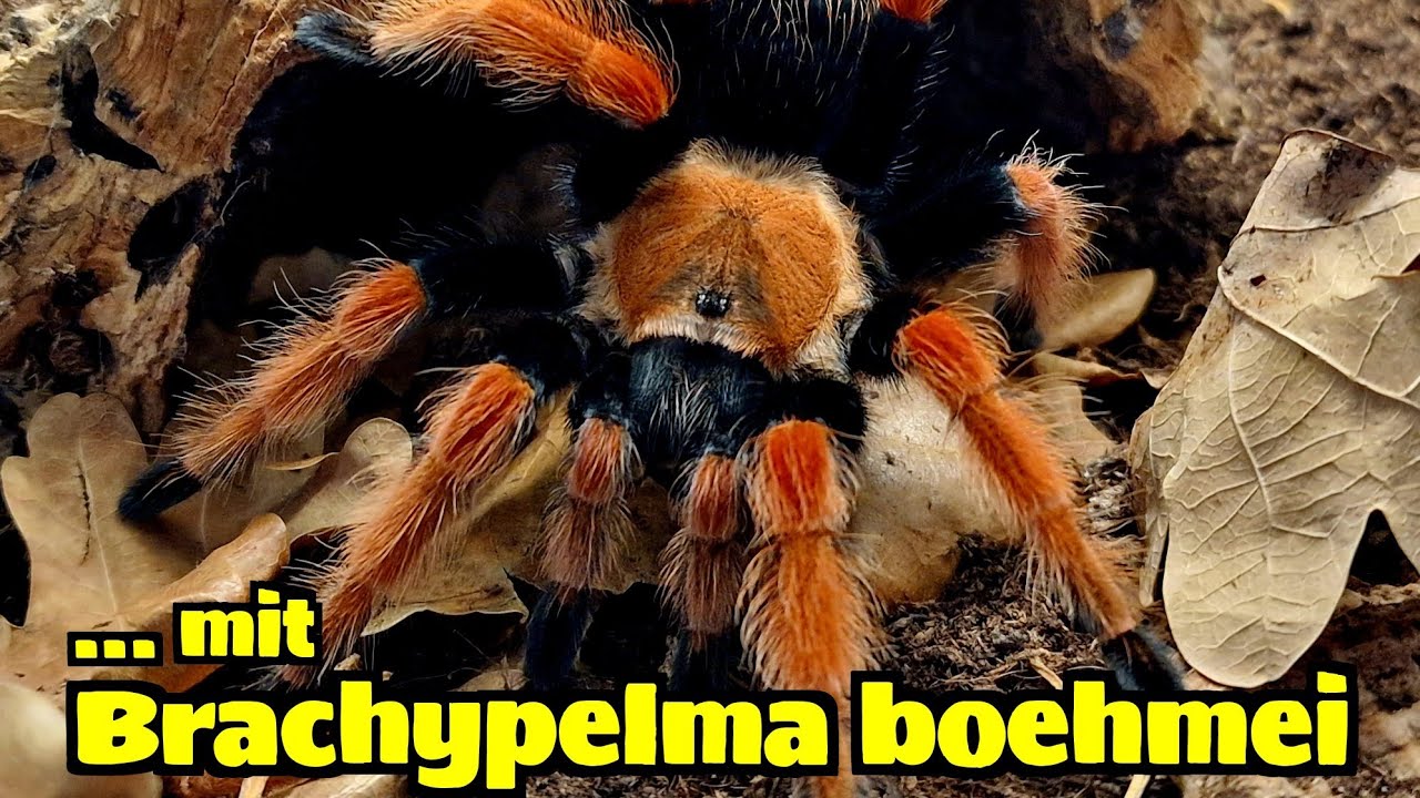 Vogel-Zeigespinnen-Check mit Fütterung, u.a. mit Brachypelma boehmei - 05/2025