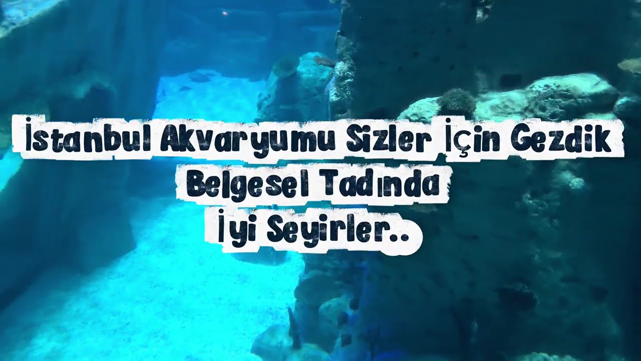 İstanbul Akvaryum Belgesel Tadında 🐬