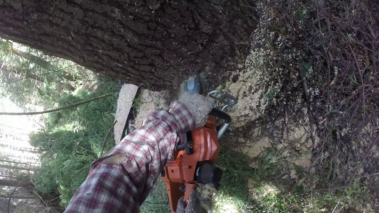 Popping One Off The Stump - Husqvarna 281xp