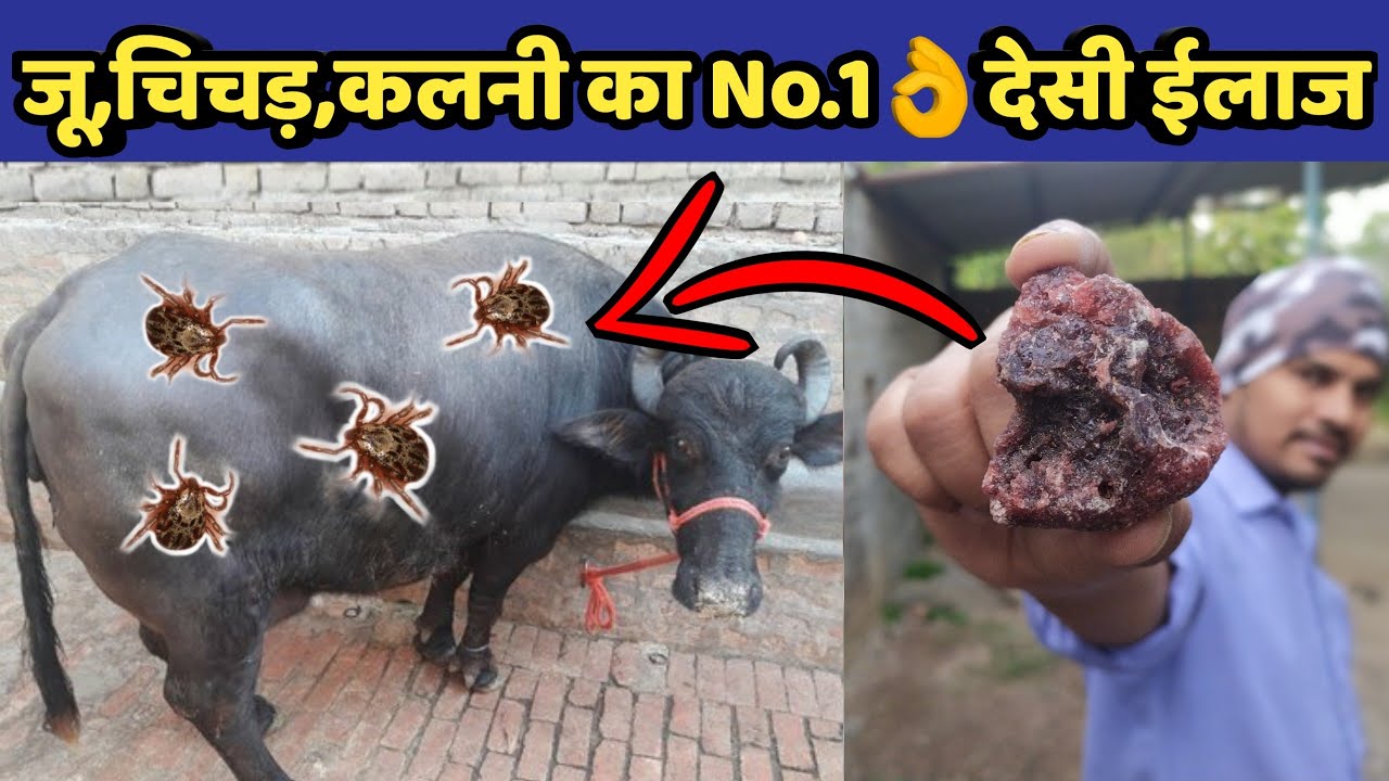 गाय/भैंस में जूॅ ,चिचडी,कलनी का देसी ईलाज|Ju,chichdi ka desi|How to remove ticks from cow/buffalo.