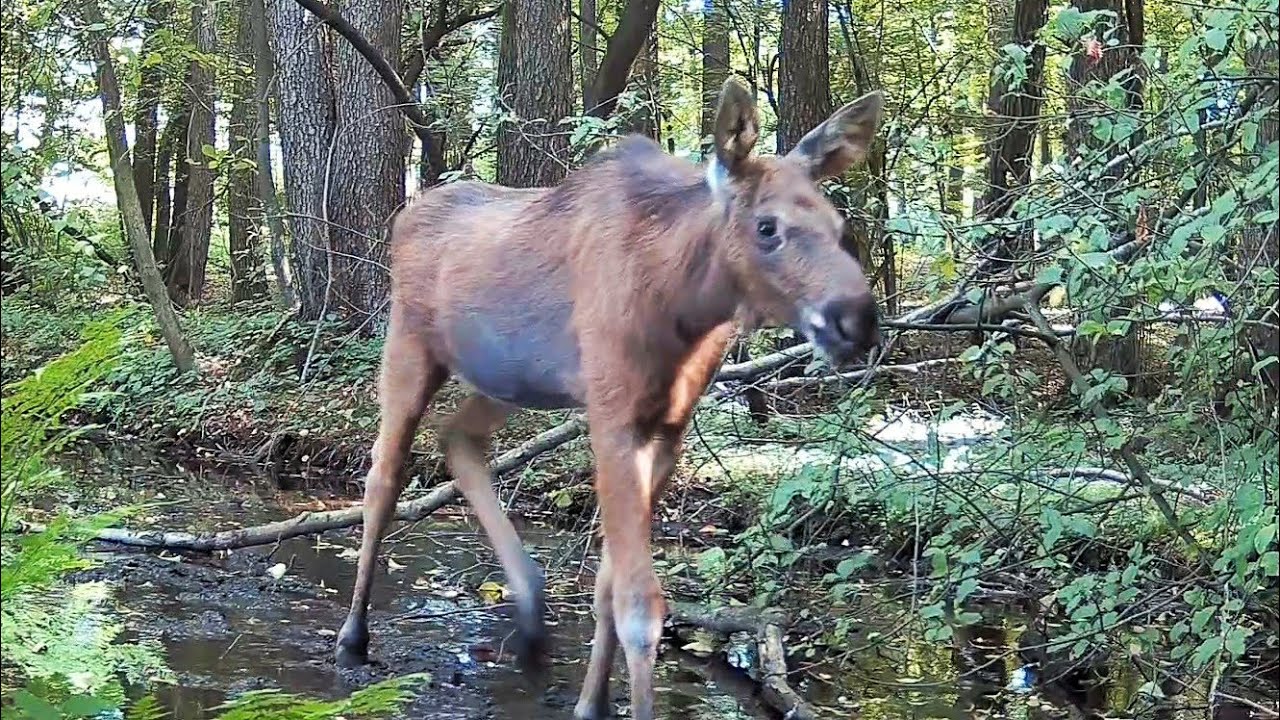 Młode łosie rosną jak na drożdżach a dziki maszerują - fotopułapka 