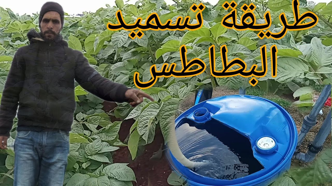 مراحل تسميد زراعة البطاطس وكيفية حصول على مواد تسميد لزراعة البطاطس