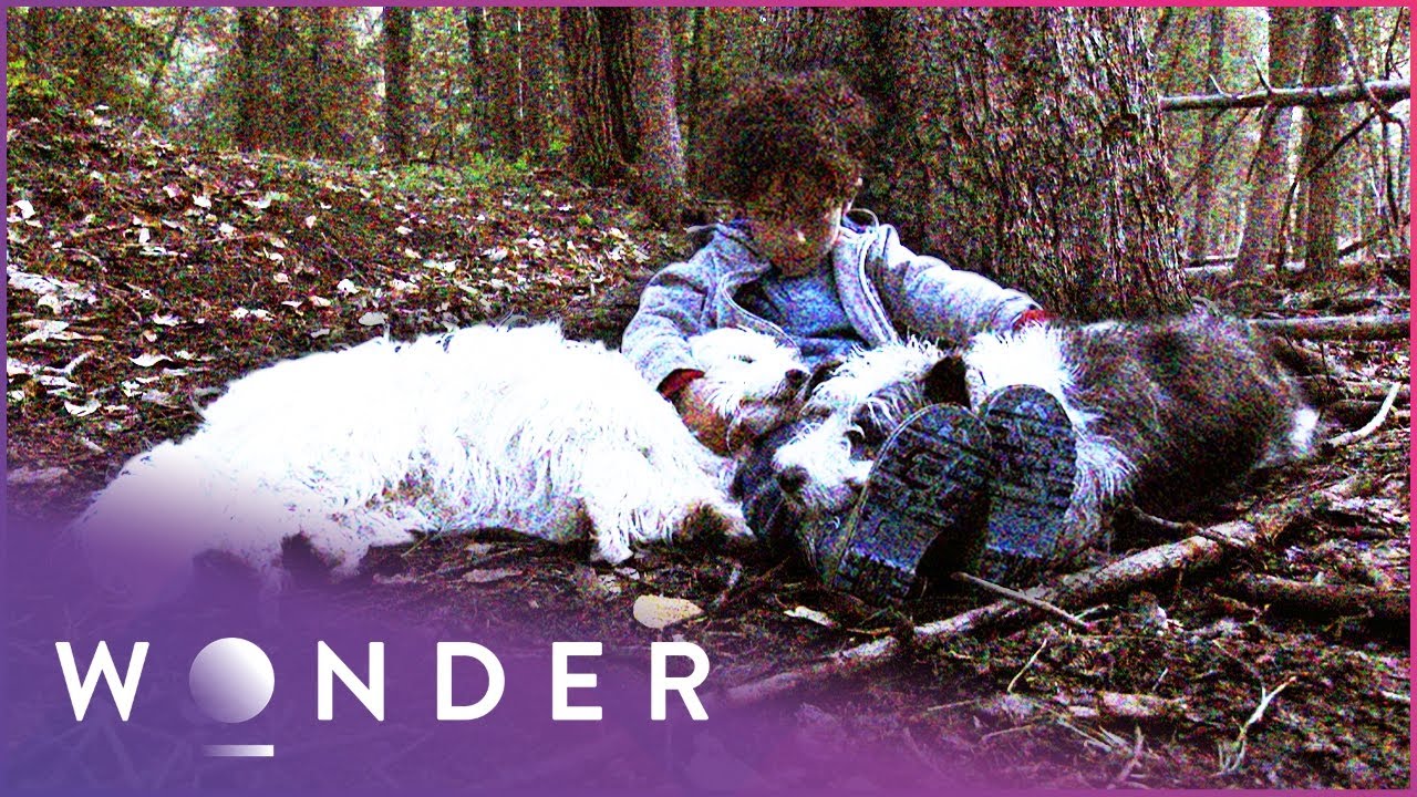 This Boy Survived A Night In The Extreme Cold Because Of His Dogs | Pet Heroes S1 EP11 | Wonder