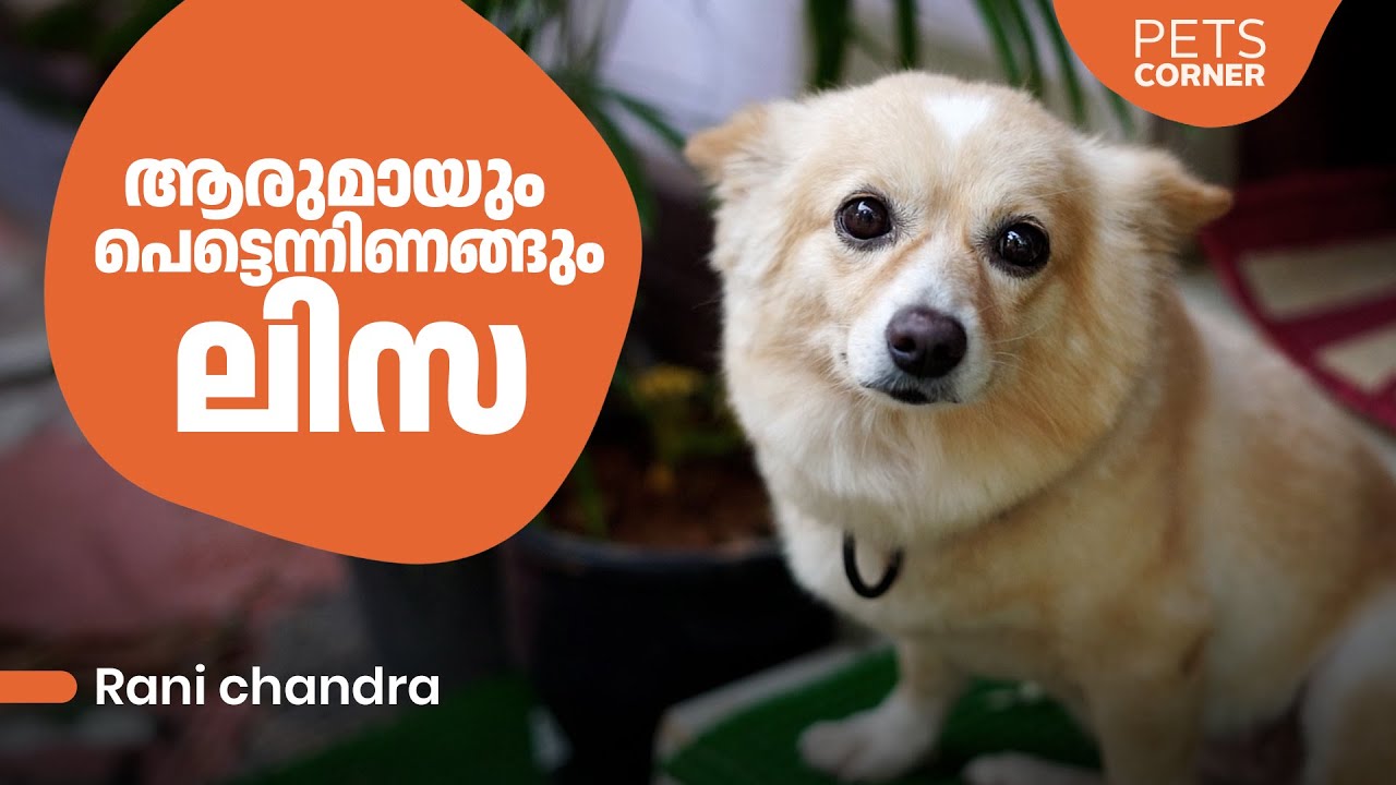ആരുമായും പെട്ടെന്നിണങ്ങും ലിസ.. Rani Chandra @keralapetscorner #dogs​