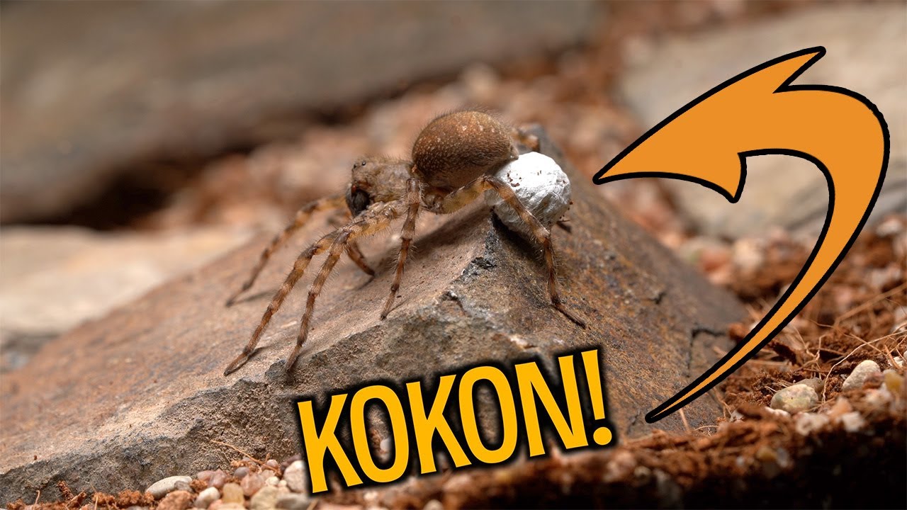 KOKON NIESPODZIANKA!