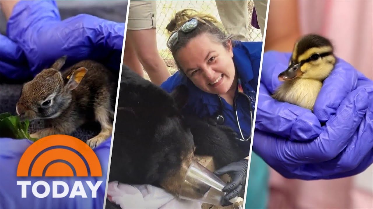 How this wildlife refuge is working around the clock to save lives
