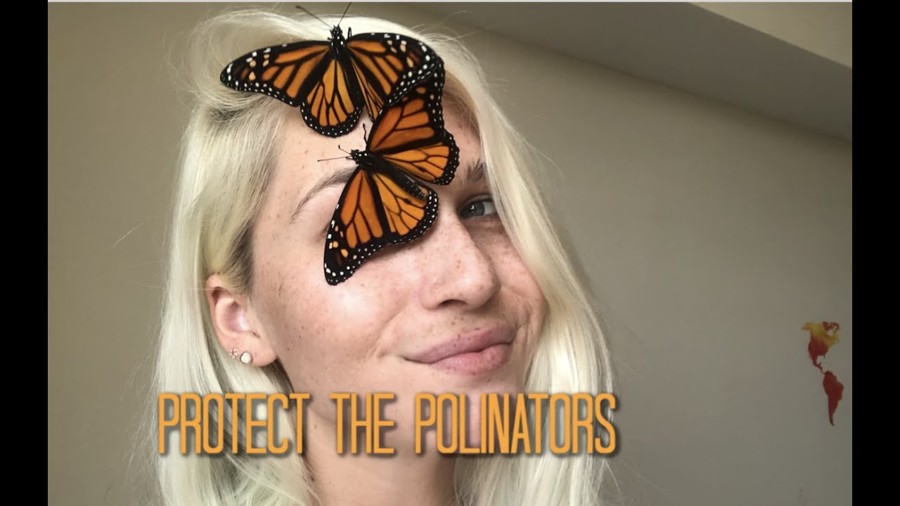 How I raise Monarch Butterlies! 🦋