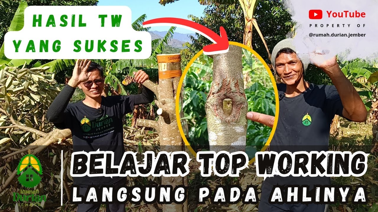 💯✅ BERMANFAAT | BELAJAR TOP WORKING LANGSUNG PADA AHLINYA 🪚✂️🌳 | Apa Saja Rahasianya ⁉️