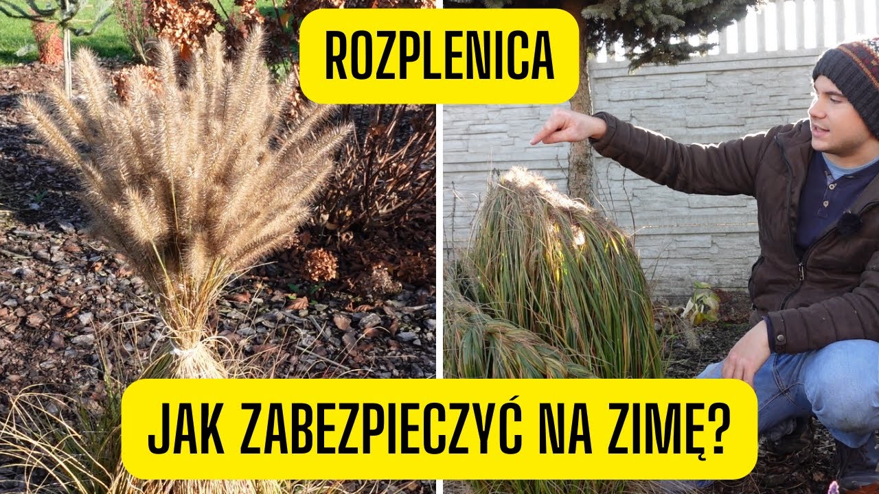 Jak zabezpieczyć rozplenice na zimę? Wiązanie i plecenie warkoczy z trawy ozdobnej